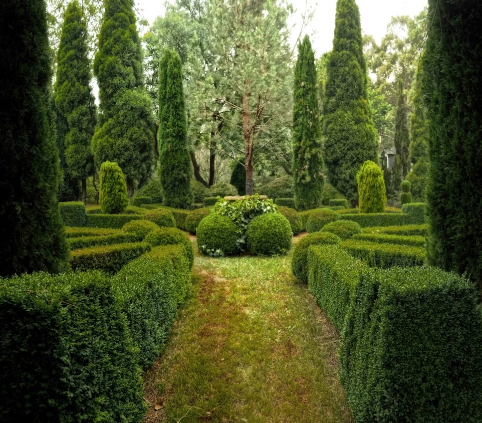 Garden hedges for privacy and structure