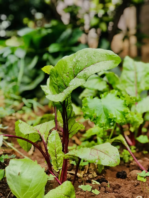 Environmental factors that affect plant growth