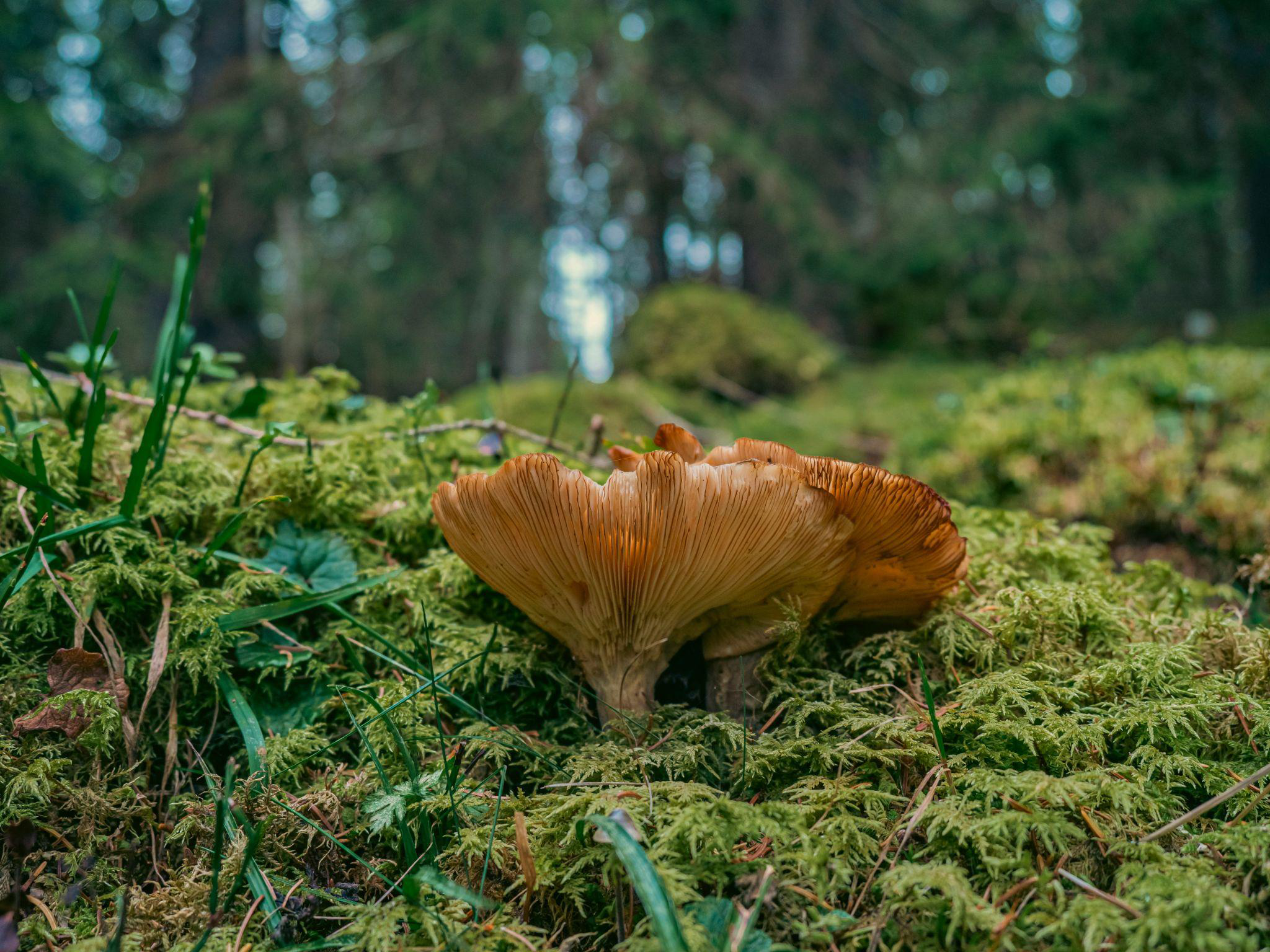 Understanding biodiversity in garden ecosystems