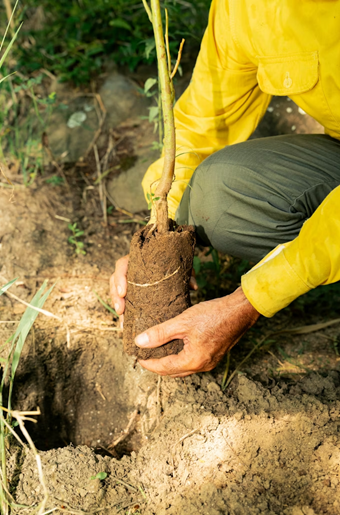 Top plants for boosting garden biodiversity