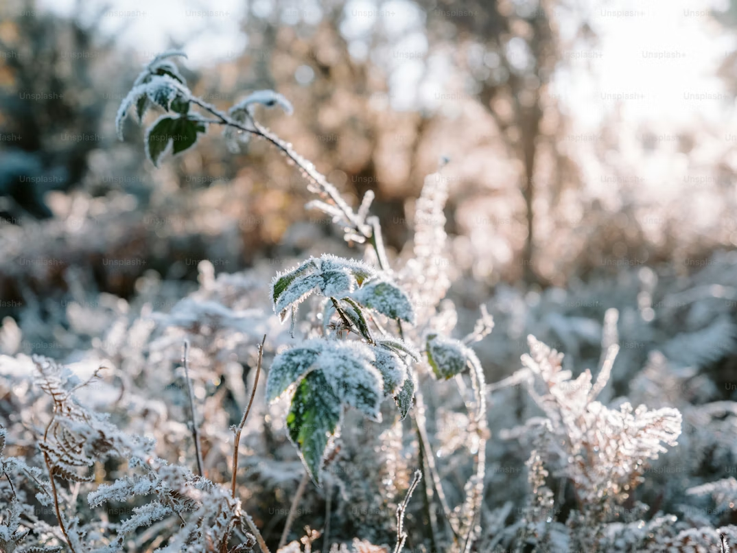 Cold weather effects on plant survival